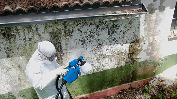 Top rated local Mold Remediation specialists in Norwood, NJ